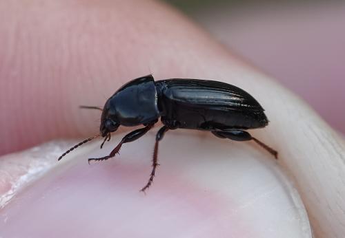 Amara sp.
